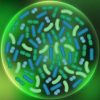 bacteria-e1501517623440-100×100 bacteria